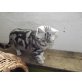 Britisch Kurzhaarkatze - Katze