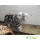 Britisch Kurzhaarkatze - Katze