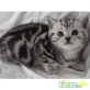 Britisch Kurzhaarkatze - Katze