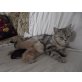 Britisch Kurzhaarkatze - Katze