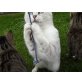 Britisch Kurzhaarkatze - Katze
