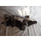 Britisch Kurzhaarkatze - Katze