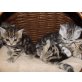Britisch Kurzhaarkatze - Katze