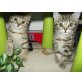 Britisch Kurzhaarkatze - Katze