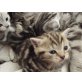 Britisch Kurzhaarkatze - Katze