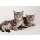 Britisch Kurzhaarkatze - Katze