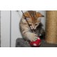 Britisch Kurzhaarkatze - Katze