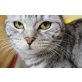 Britisch Kurzhaarkatze - Katze