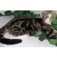 Britisch Kurzhaarkatze - Katze