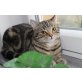 Britisch Kurzhaarkatze - Katze