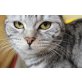 Britisch Kurzhaarkatze - Katze