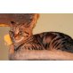Britisch Kurzhaarkatze - Katze