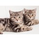 Britisch Kurzhaarkatze - Katze