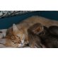 Britisch Kurzhaarkatze - Katze