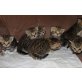 Britisch Kurzhaarkatze - Katze