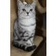 Britisch Kurzhaarkatze - Katze