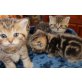 Britisch Kurzhaarkatze - Katze