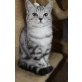 Britisch Kurzhaarkatze - Katze