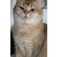 Britisch Kurzhaarkatze - Katze