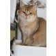 Britisch Kurzhaarkatze - Katze
