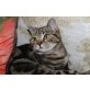 Britisch Kurzhaarkatze - Katze