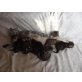 Britisch Kurzhaarkatze - Katze