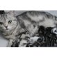 Britisch Kurzhaarkatze - Katze