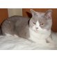 Britisch Kurzhaarkatze - Katze