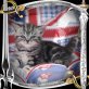 Britisch Kurzhaarkatze - Katze