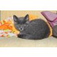 Britisch Kurzhaarkatze - Katze