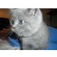 Britisch Kurzhaarkatze - Katze