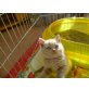 Britisch Kurzhaarkatze - Katze