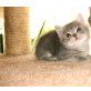 Britisch Kurzhaarkatze - Katze