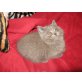 Britisch Kurzhaarkatze - Katze