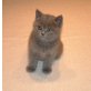 Britisch Kurzhaarkatze - Katze
