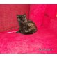 Britisch Kurzhaarkatze - Katze