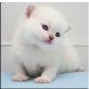 Britisch Kurzhaarkatze - Katze