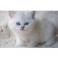 Britisch Kurzhaarkatze - Katze
