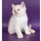 Britisch Kurzhaarkatze - Katze