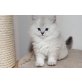 Britisch Kurzhaarkatze - Katze