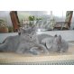 Britisch Kurzhaarkatze - Katze