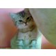 Britisch Kurzhaarkatze - Katze