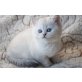 Britisch Kurzhaarkatze - Katze