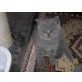 Britisch Kurzhaarkatze - Katze