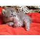 Britisch Kurzhaarkatze - Katze