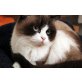 Britisch Kurzhaarkatze - Katze