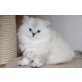 Britisch Kurzhaarkatze - Katze