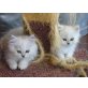 Britisch Kurzhaarkatze - Katze