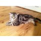 Britisch Kurzhaarkatze - Katze