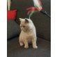 Britisch Kurzhaarkatze - Katze